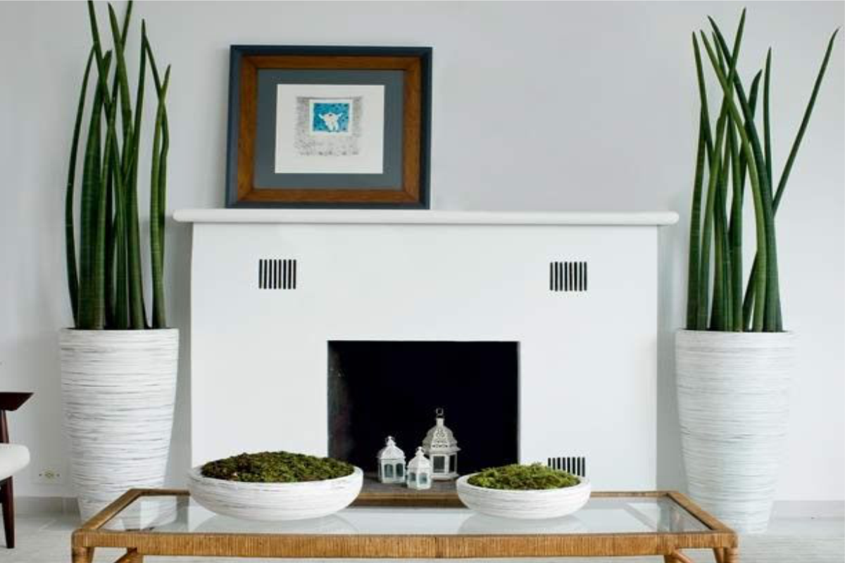 Plantas para área interna